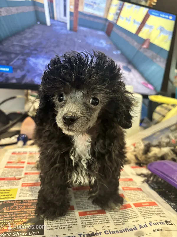 King – Poodle - Toy  puppy for sale in Hardy, AR