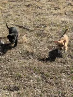 Luke, a male Chiweenie for sale in Lincoln, NE – Photo 3 of 3
