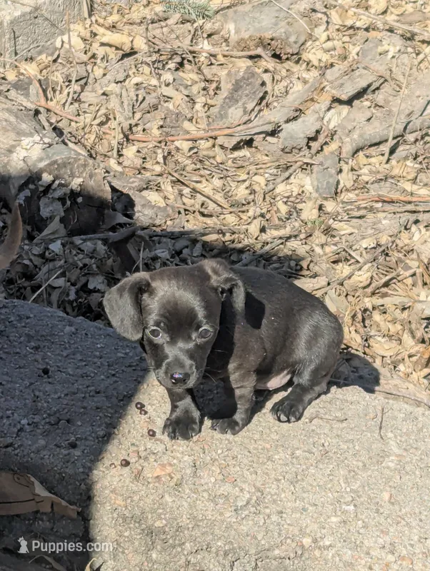 Luke, a male Chiweenie for sale in Lincoln, NE – Photo 1 of 3
