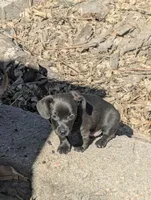 Luke, a male Chiweenie for sale in Lincoln, NE – Photo 1 of 3
