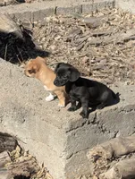 Leia, a female Chiweenie for sale in Lincoln, NE – Photo 2 of 6