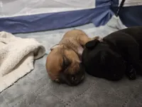 Leia, a female Chiweenie for sale in Lincoln, NE – Photo 3 of 6