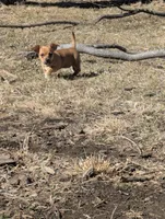 Leia, a female Chiweenie for sale in Lincoln, NE – Photo 4 of 6