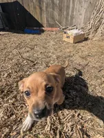 Leia, a female Chiweenie for sale in Lincoln, NE – Photo 6 of 6