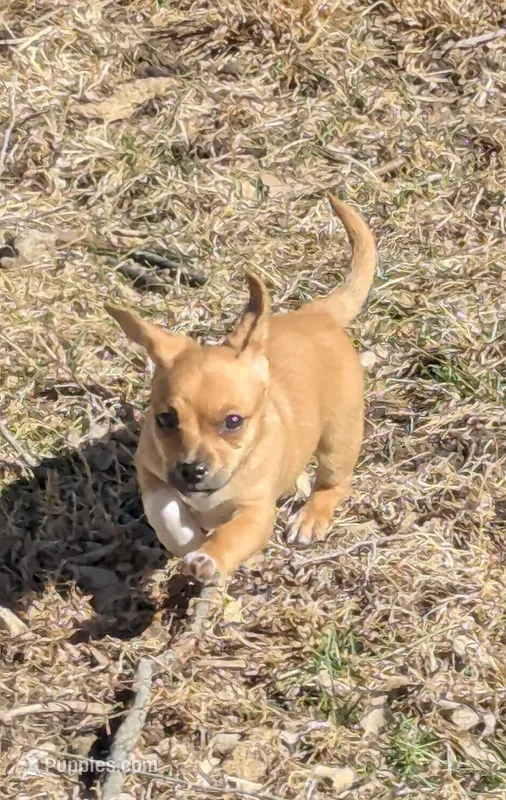 Leia, a female Chiweenie for sale in Lincoln, NE – Photo 1 of 6