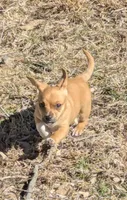 Leia, a female Chiweenie for sale in Lincoln, NE – Photo 1 of 6