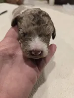 Latte, a female Poodle - Standard  for sale in Temecula, CA – Photo 2 of 2