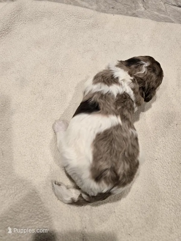 Latte, a female Poodle - Standard  for sale in Temecula, CA – Photo 1 of 2