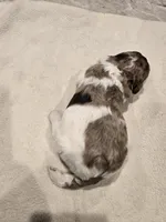 Latte, a female Poodle - Standard  for sale in Temecula, CA – Photo 1 of 2