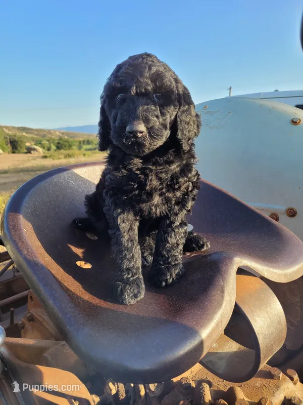 Gracie, a female Poodle - Standard  for sale in Temecula, CA – Photo 1 of 4