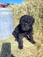 Gracie, a female Poodle - Standard  for sale in Temecula, CA – Photo 3 of 4