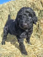 Gracie, a female Poodle - Standard  for sale in Temecula, CA – Photo 4 of 4