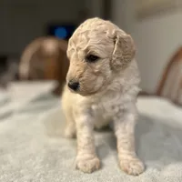Dolly, a female Poodle - Standard  for sale in Temecula, CA – Photo 5 of 7