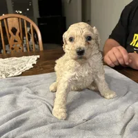 Dolly, a female Poodle - Standard  for sale in Temecula, CA – Photo 3 of 7