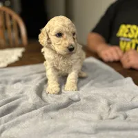 Dolly, a female Poodle - Standard  for sale in Temecula, CA – Photo 2 of 7