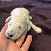 Dolly, a female Poodle - Standard  for sale in Temecula, CA – Photo 6 of 7