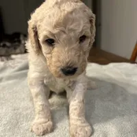 Dolly, a female Poodle - Standard  for sale in Temecula, CA – Photo 4 of 7