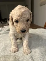 processed/87e52953-56d8-4b92-9406-3c7c220110e2/listing/12f5dee9-5745-4536-b1aa-8070ba02c5ac/e451e3c1-e288-4d9d-afd0-94709265b066