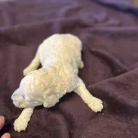 Dolly, a female Poodle - Standard  for sale in Temecula, CA – Photo 7 of 7