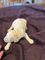 processed/87e52953-56d8-4b92-9406-3c7c220110e2/listing/12f5dee9-5745-4536-b1aa-8070ba02c5ac/f06677f9-4467-48c2-b1d7-8dc128dd9ba6