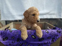 Autumn, a female Poodle - Standard  for sale in Temecula, CA – Photo 2 of 2