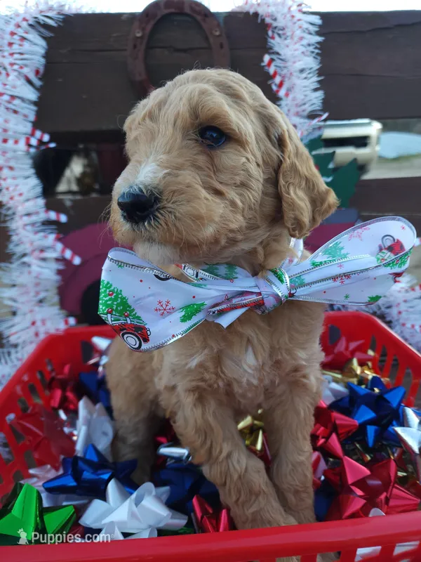 Autumn, a female Poodle - Standard  for sale in Temecula, CA – Photo 1 of 2