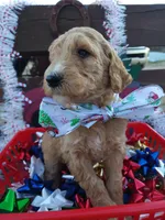 Autumn, a female Poodle - Standard  for sale in Temecula, CA – Photo 1 of 2