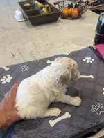 Willow, a female Poodle - Standard  for sale in Temecula, CA – 3 of 4
