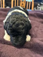 Freedom, a male Poodle - Standard  for sale in Temecula, CA – Photo 4 of 7