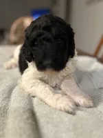 Freedom, a male Poodle - Standard  for sale in Temecula, CA – Photo 1 of 7