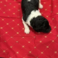 Freedom, a male Poodle - Standard  for sale in Temecula, CA – Photo 5 of 7