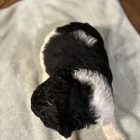 Freedom, a male Poodle - Standard  for sale in Temecula, CA – Photo 7 of 7