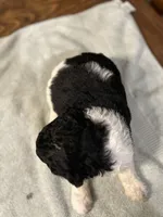 Freedom, a male Poodle - Standard  for sale in Temecula, CA – Photo 7 of 7