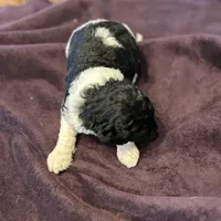 Freedom, a male Poodle - Standard  for sale in Temecula, CA – Photo 6 of 7