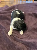 Freedom, a male Poodle - Standard  for sale in Temecula, CA – Photo 6 of 7