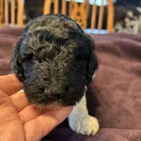 Freedom, a male Poodle - Standard  for sale in Temecula, CA – Photo 2 of 7