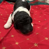 Freedom, a male Poodle - Standard  for sale in Temecula, CA – Photo 3 of 7