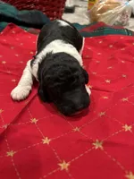 Freedom, a male Poodle - Standard  for sale in Temecula, CA – Photo 3 of 7