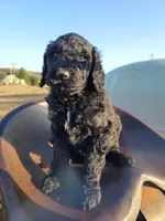 Coal, a male Poodle - Standard  for sale in Temecula, CA – Photo 2 of 4