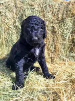 Coal, a male Poodle - Standard  for sale in Temecula, CA – Photo 4 of 4