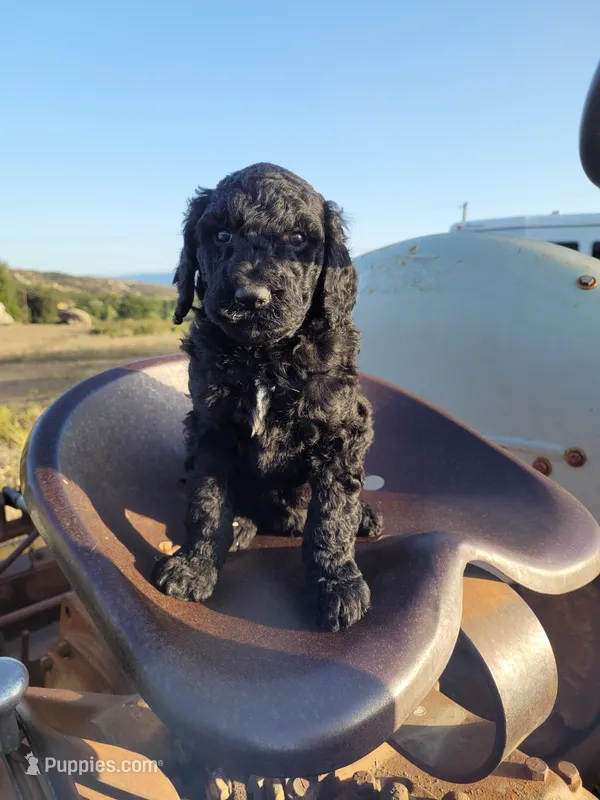Coal, a male Poodle - Standard  for sale in Temecula, CA – Photo 1 of 4