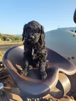 Coal, a male Poodle - Standard  for sale in Temecula, CA – Photo 1 of 4