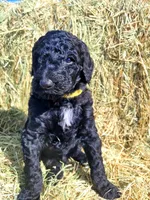 Coal, a male Poodle - Standard  for sale in Temecula, CA – Photo 3 of 4