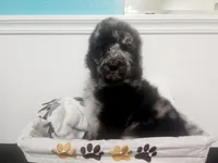 Blue, a male Poodle - Standard  for sale in Temecula, CA – Photo 4 of 4