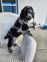 Blue, a male Poodle - Standard  for sale in Temecula, CA – Photo 2 of 4