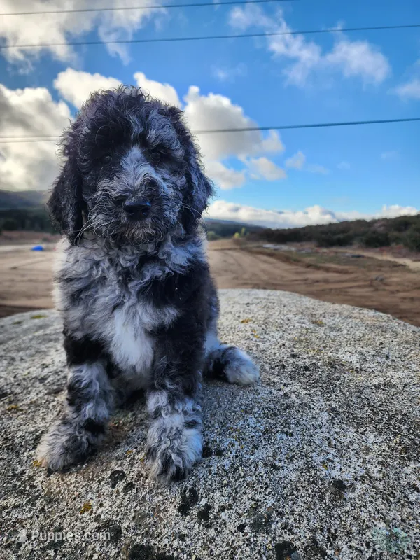 Blue, a male Poodle - Standard  for sale in Temecula, CA – Photo 1 of 4
