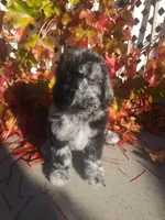 Blue, a male Poodle - Standard  for sale in Temecula, CA – Photo 3 of 4