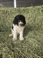 Lexi, a female Poodle - Standard  for sale in Temecula, CA – Photo 1 of 7