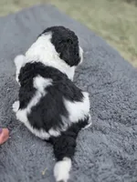 Lexi, a female Poodle - Standard  for sale in Temecula, CA – Photo 3 of 7