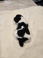 Lexi, a female Poodle - Standard  for sale in Temecula, CA – Photo 6 of 7